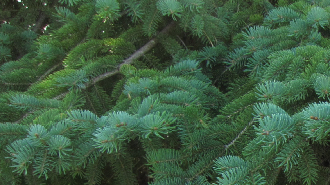 evergreen branches